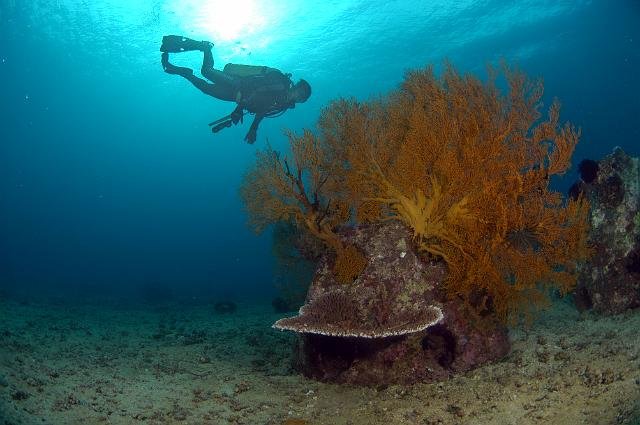 Reef ball coral muelle buzo Reef ball coral muelle buzo